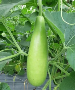 10 F1 Bottle Gourd Seeds for Planting - Long Bottle Gourd - Image 5