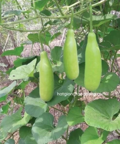 10 F1 Bottle Gourd Seeds for Planting - Long Bottle Gourd - Image 6