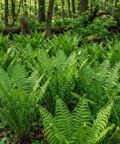 10 Fern Rhizomes Bare Roots - Mixed Green Perennial Ferns, 3-6