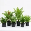 10 Fern Rhizomes Bare Roots - Mixed Green Perennial Ferns, 3-6" Long - Image 1