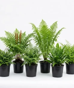 10 Fern Rhizomes Bare Roots - Mixed Green Perennial Ferns, 3-6" Long - Image 1