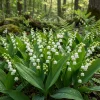 10 Fragrant Lily of the Valley Bare Roots - White Spring Blooms for Gardens - Image 1
