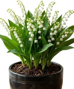 10 Fragrant Lily of the Valley Bare Roots - White Spring Blooms for Gardens - Image 7