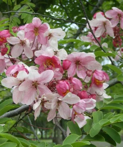 10 Fresh Cassia Javanica Seeds – Apple Blossom Tree Seeds for Planting, Tropical Ornamental Tree with Stunning Pink Flowers - Image 3