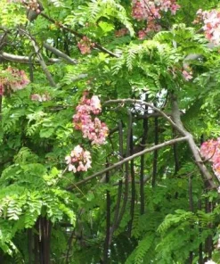 10 Fresh Cassia Javanica Seeds – Apple Blossom Tree Seeds for Planting, Tropical Ornamental Tree with Stunning Pink Flowers - Image 5