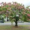 10 Fresh Cassia Javanica Seeds – Apple Blossom Tree Seeds for Planting, Tropical Ornamental Tree with Stunning Pink Flowers - Image 1