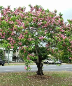 10 Fresh Cassia Javanica Seeds – Apple Blossom Tree Seeds for Planting, Tropical Ornamental Tree with Stunning Pink Flowers - Image 1