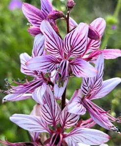 10 GAS PLANT MIX Dictamnus Albus Mixed Colors White Red Pink Lilac Flower Seeds - Image 10
