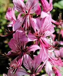 10 GAS PLANT MIX Dictamnus Albus Mixed Colors White Red Pink Lilac Flower Seeds - Image 2
