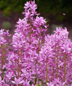 10 GAS PLANT MIX Dictamnus Albus Mixed Colors White Red Pink Lilac Flower Seeds - Image 3