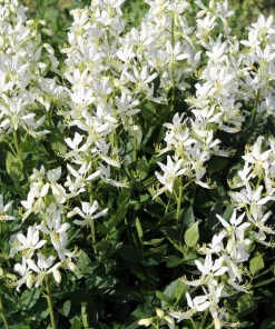 10 GAS PLANT MIX Dictamnus Albus Mixed Colors White Red Pink Lilac Flower Seeds - Image 4