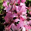 10 GAS PLANT MIX Dictamnus Albus Mixed Colors White Red Pink Lilac Flower Seeds - Image 1