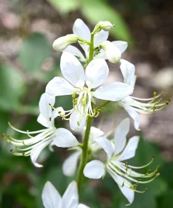 10 GAS PLANT MIX Dictamnus Albus Mixed Colors White Red Pink Lilac Flower Seeds - Image 5
