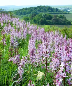 10 GAS PLANT MIX Dictamnus Albus Mixed Colors White Red Pink Lilac Flower Seeds - Image 6