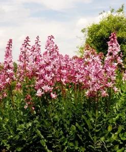 10 GAS PLANT MIX Dictamnus Albus Mixed Colors White Red Pink Lilac Flower Seeds - Image 7