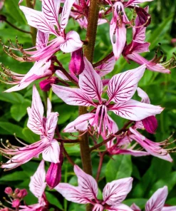10 GAS PLANT MIX Dictamnus Albus Mixed Colors White Red Pink Lilac Flower Seeds - Image 9