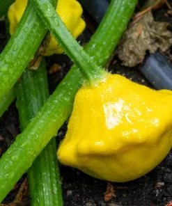 10 Golden Yellow Bush Scallop Squash Seeds - Patty Pan Summer Vegetable - Image 7