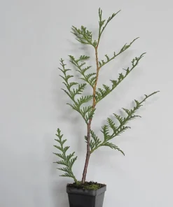 10 Green Giant Arborvitae Live Plants - 8-12