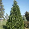 10 Green Giant Arborvitae Live Plants - 8-12" Tall Evergreen Privacy Trees - Image 1