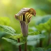 10 Jack in the Pulpit Bulbs - Native Woodland Indian Turnip Plant, Arisaema triphyllum - Image 1