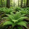 10 Lady Fern Rhizomes - Fresh Perennial Green Fern Live Plants, 3-6" Bare Roots, Outdoor - Image 1