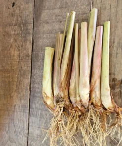 10 Lemongrass Live Plugs – Cymbopogon citratus Herb Plants – Culinary & Mosquito Repellent - Image 4