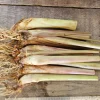 10 Lemongrass Live Plugs – Cymbopogon citratus Herb Plants – Culinary & Mosquito Repellent - Image 1