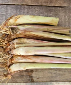 10 Lemongrass Live Plugs – Cymbopogon citratus Herb Plants – Culinary & Mosquito Repellent - Image 1