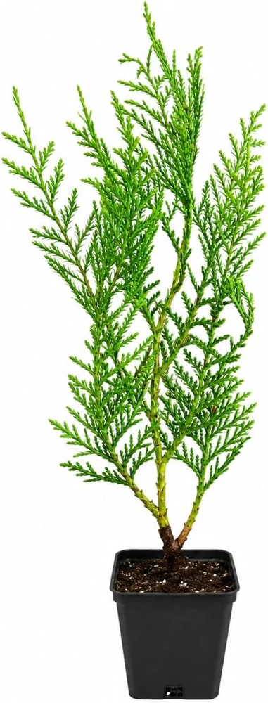 10 Leyland Cypress Trees Live Plants 6-12 Inches Tall - Fast Growing Privacy Screen - Image 2