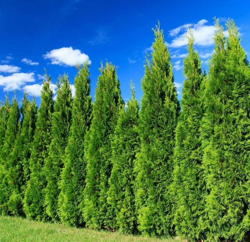 10 Leyland Cypress Trees Live Plants 6-12 Inches Tall - Fast Growing Privacy Screen - Image 3