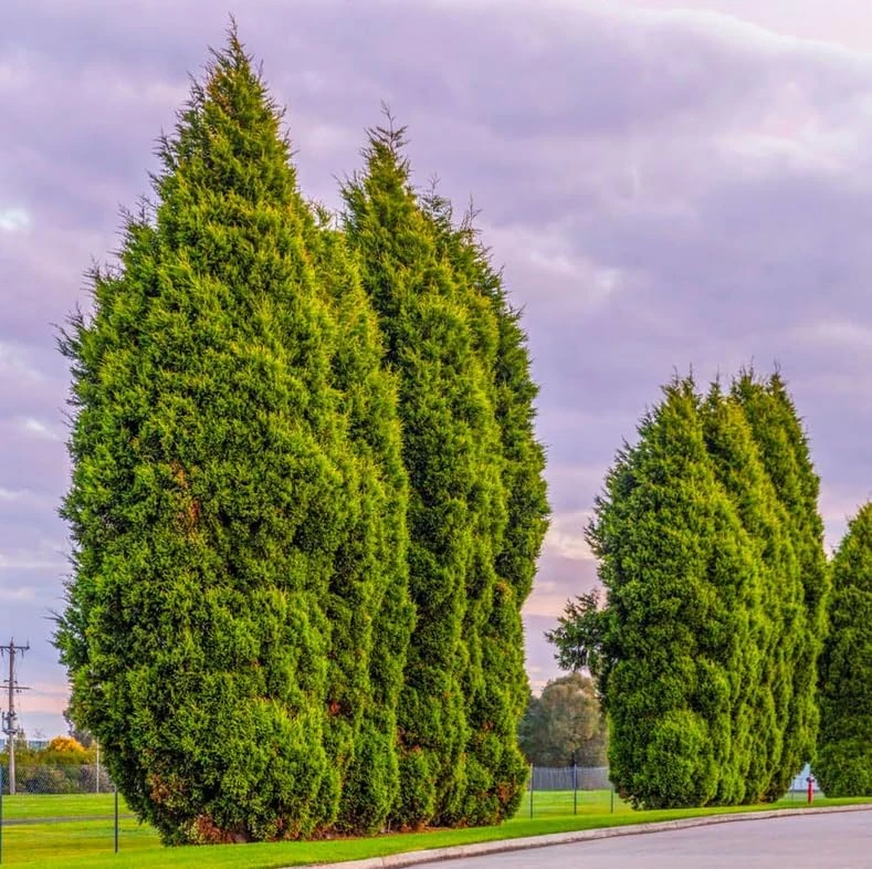 10 Leyland Cypress Trees Live Plants 6-12 Inches Tall - Fast Growing Privacy Screen - Image 4