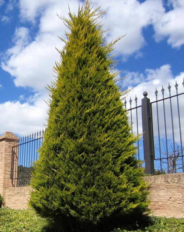 10 Leyland Cypress Trees Live Plants 6-12 Inches Tall - Fast Growing Privacy Screen - Image 5