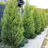 10 Leyland Cypress Trees Live Plants 6-12 Inches Tall - Fast Growing Privacy Screen - Image 1