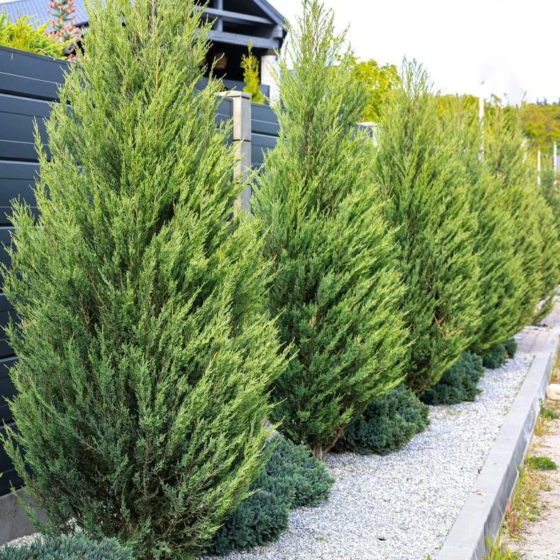 10 Leyland Cypress Trees Live Plants 6-12 Inches Tall - Fast Growing Privacy Screen - Image 1