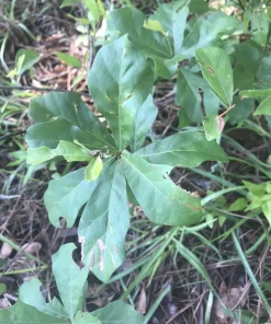 10 Live Oak Tree Seedlings - Quercus Saplings, 6-12 Inch Hardy Bare Root Plants for Landscaping, Outdoor - Image 3