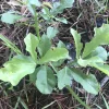 10 Live Oak Tree Seedlings - Quercus Saplings, 6-12 Inch Hardy Bare Root Plants for Landscaping, Outdoor - Image 1