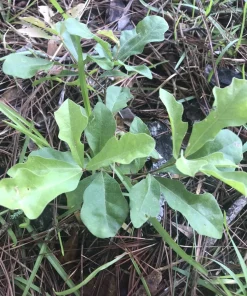 10 Live Oak Tree Seedlings - Quercus Saplings, 6-12 Inch Hardy Bare Root Plants for Landscaping, Outdoor - Image 1