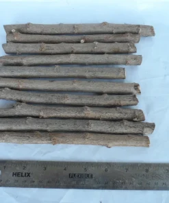 10 Mexican Sunflower Cuttings – Tithonia diversifolia Live Plant, Fast Growing Perennial - Image 2