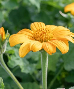 10 Mexican Sunflower Cuttings – Tithonia diversifolia Live Plant, Fast Growing Perennial - Image 3