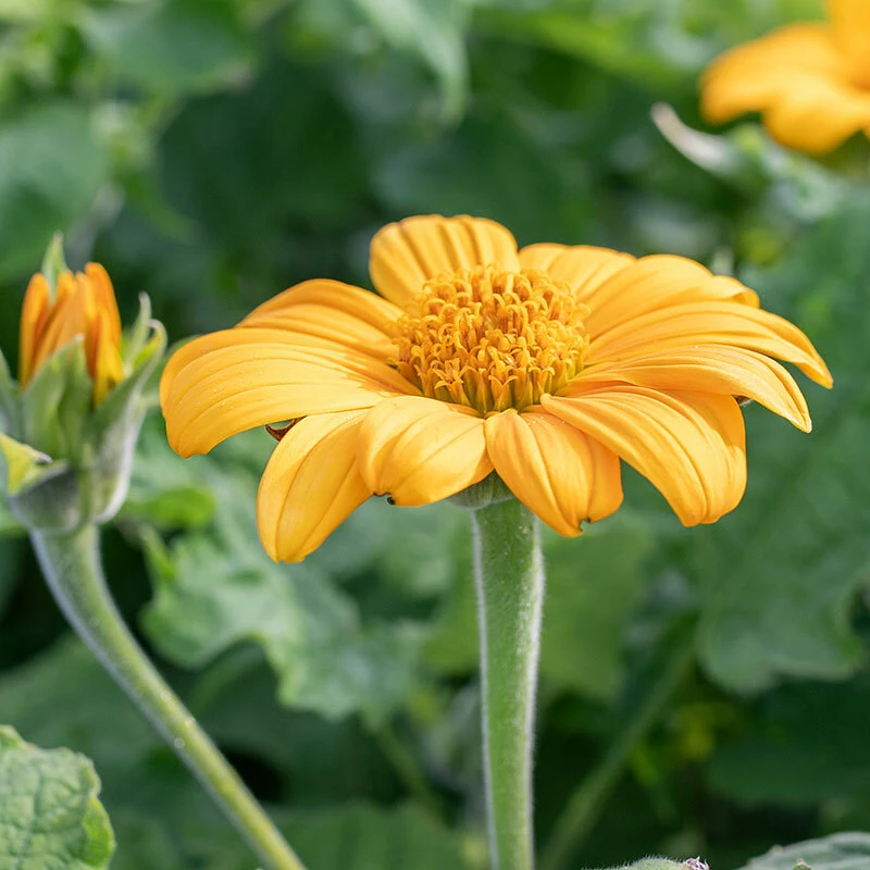 10 Mexican Sunflower Cuttings – Tithonia diversifolia Live Plant, Fast Growing Perennial - Image 3