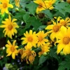 10 Mexican Sunflower Cuttings – Tithonia diversifolia Live Plant, Fast Growing Perennial - Image 1