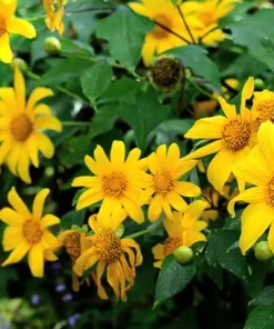 10 Mexican Sunflower Cuttings – Tithonia diversifolia Live Plant, Fast Growing Perennial - Image 1