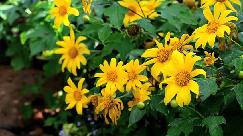10 Mexican Sunflower Cuttings – Tithonia diversifolia Live Plant, Fast Growing Perennial - Image 1
