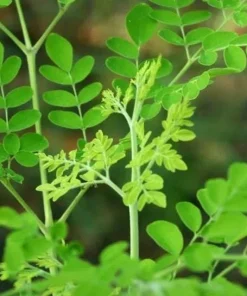 10 Moringa Oleifera Seeds - Drumstick Tree Seeds for Planting - Image 2