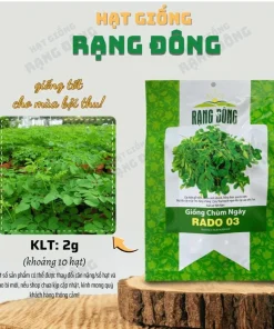 10 Moringa Oleifera Seeds - Drumstick Tree Seeds for Planting - Image 3