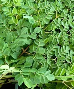 10 Moringa Oleifera Seeds - Drumstick Tree Seeds for Planting - Image 4