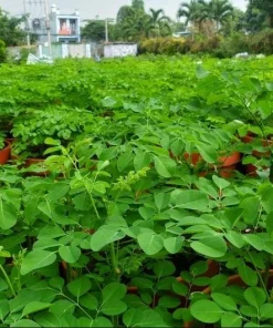 10 Moringa Oleifera Seeds - Drumstick Tree Seeds for Planting - Image 5