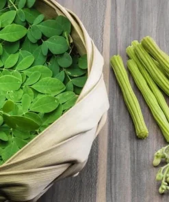 10 Moringa Oleifera Seeds - Drumstick Tree Seeds for Planting - Image 6
