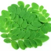10 Moringa Oleifera Seeds - Drumstick Tree Seeds for Planting - Image 1