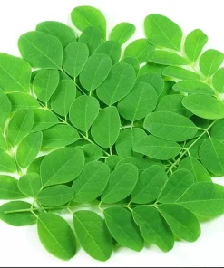 10 Moringa Oleifera Seeds - Drumstick Tree Seeds for Planting - Image 1